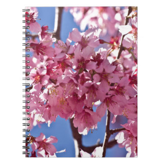 Sakura Cherry Blossoms Red Stars Notebook