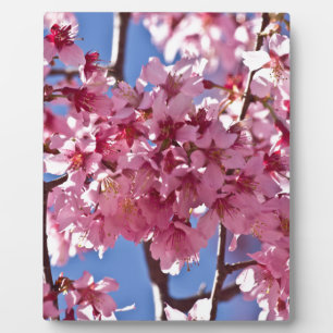 Sakura Cherry Blossoms Red Stars Plaque