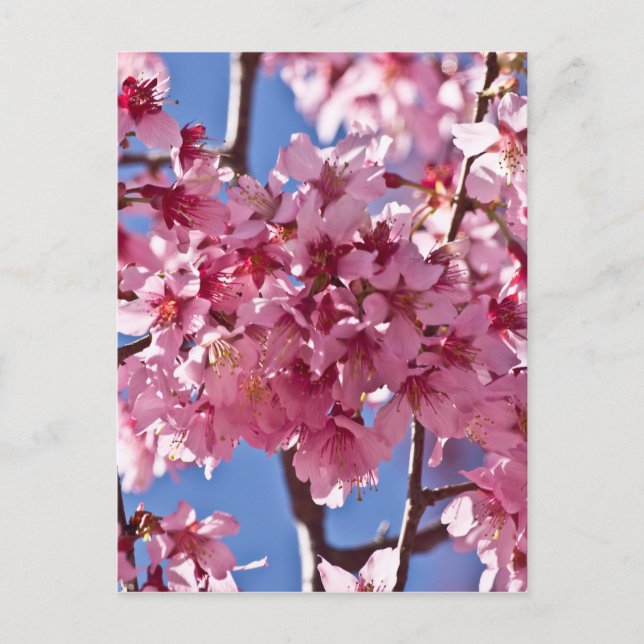 Sakura Cherry Blossoms Red Stars Postcard (Front)