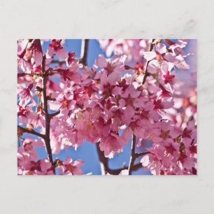Sakura Cherry Blossoms Red Stars Postcard