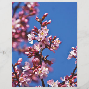 Sakura Cherry Blossoms Touching Blue