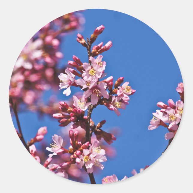 Sakura Cherry Blossoms Touching Blue Classic Round Sticker (Front)