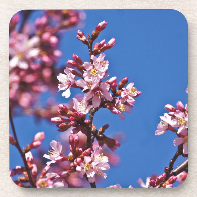 Sakura Cherry Blossoms Touching Blue Coaster (Front)