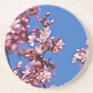 Sakura Cherry Blossoms Touching Blue Coaster