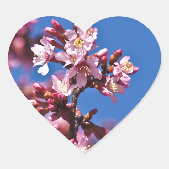Sakura Cherry Blossoms Touching Blue Heart Sticker (Front)