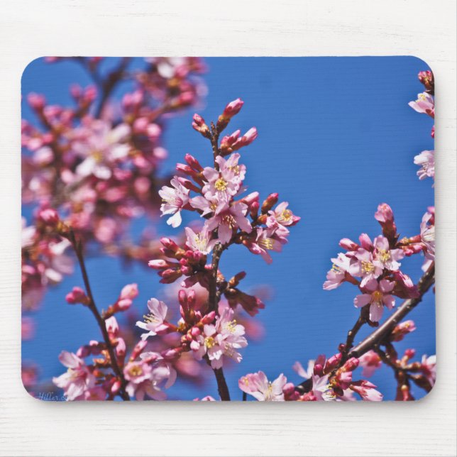 Sakura Cherry Blossoms Touching Blue Mouse Mat (Front)