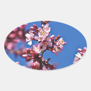 Sakura Cherry Blossoms Touching Blue Oval Sticker