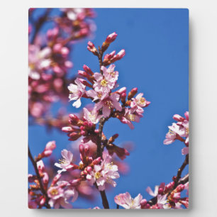 Sakura Cherry Blossoms Touching Blue Plaque