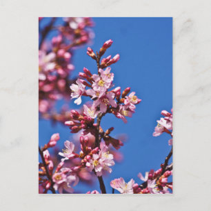 Sakura Cherry Blossoms Touching Blue Postcard