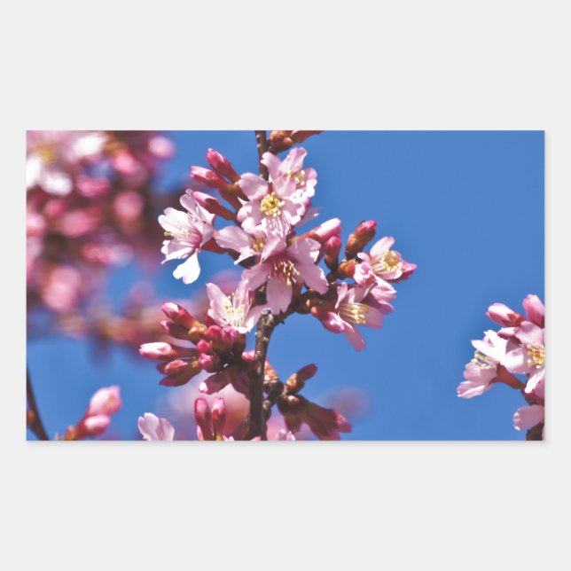 Sakura Cherry Blossoms Touching Blue Rectangular Sticker (Front)