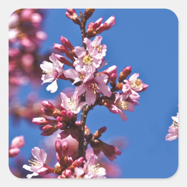 Sakura Cherry Blossoms Touching Blue Square Sticker (Front)
