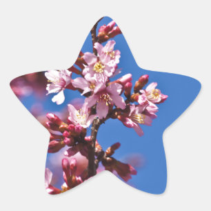 Sakura Cherry Blossoms Touching Blue Star Sticker