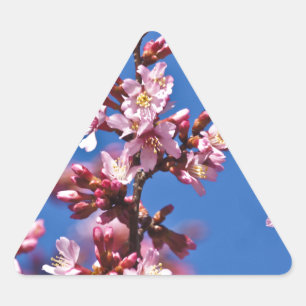 Sakura Cherry Blossoms Touching Blue Triangle Sticker
