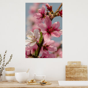 Sakura Flower, Pink Japanese Flower Poster