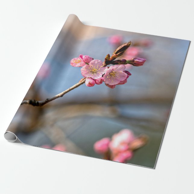 Sakura Flowers Against The Grey Background Wrapping Paper (Unrolled)