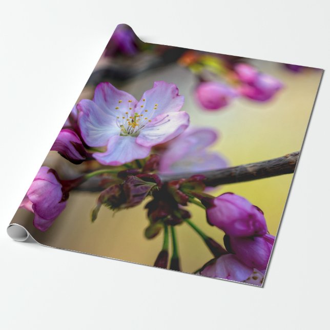 Sakura Flowers And Buds In The Tree Shade Wrapping Paper (Unrolled)