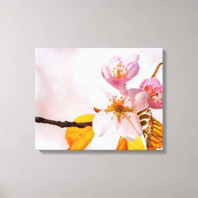 Sakura Flowers And Soft Pink Background Of Spring Canvas Print (Front)
