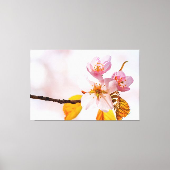 Sakura Flowers And Soft Pink Background Of Spring Canvas Print (Front)