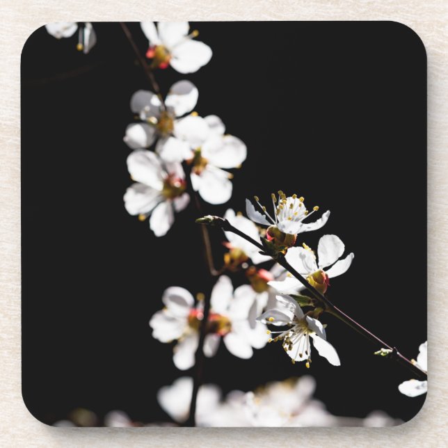 Sakura flowers coaster (Front)