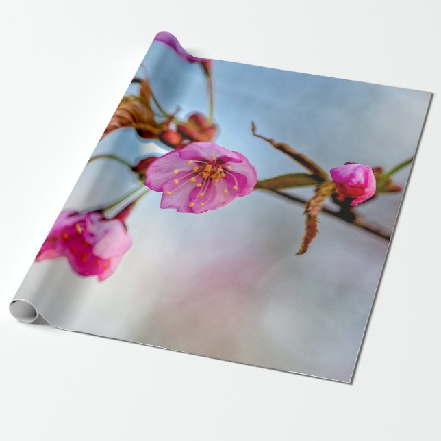 Sakura Flowers In Soft Pink Colours Wrapping Paper (Unrolled)