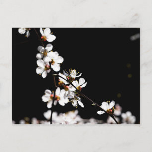 Sakura flowers postcard