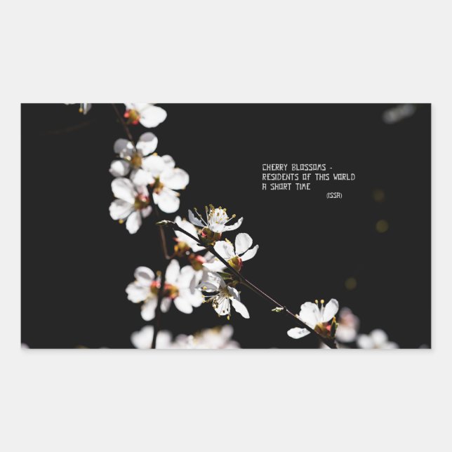 Sakura flowers rectangular sticker (Front)