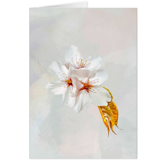 Sakura - Japanese cherry blossom (Front)