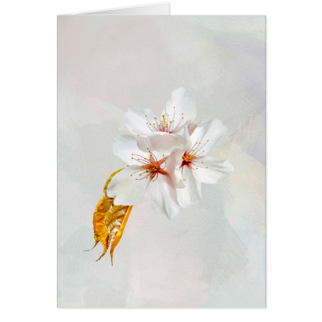 Sakura - Japanese cherry blossom (Front)