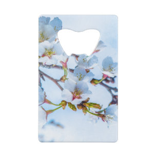 Sakura - Japanese Cherry Blossom