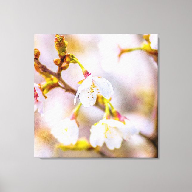 Sakura - Japanese Cherry Blossom Canvas Print (Front)