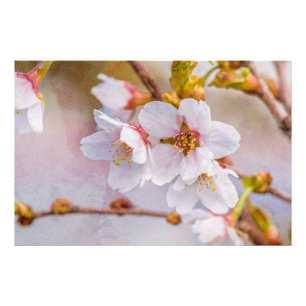 Sakura - Japanese Cherry Blossom Photo Print