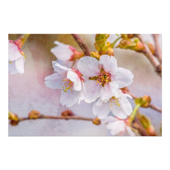 Sakura - Japanese Cherry Blossom Photo Print (Front)