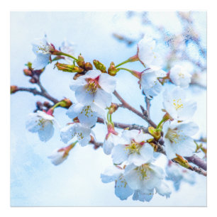 Sakura - Japanese Cherry Blossom Photo Print