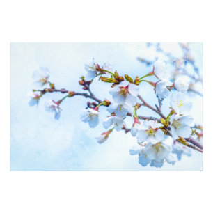 Sakura - Japanese Cherry Blossom Photo Print