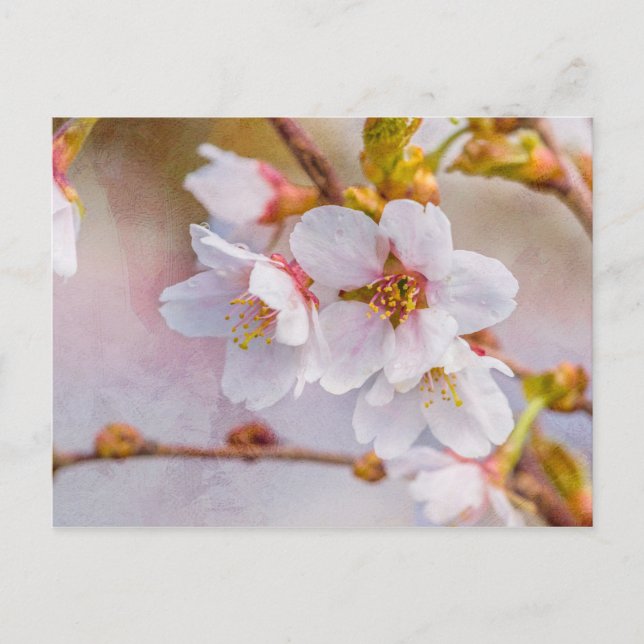 Sakura - Japanese Cherry Blossom Postcard (Front)