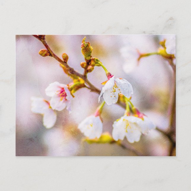 Sakura - Japanese Cherry Blossom Postcard (Front)