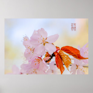 Sakura - Japanese cherry blossom Poster