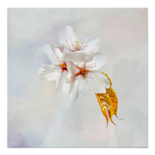 Sakura - Japanese cherry blossom Poster