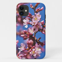 Sakura Japanese Cherry Blossoms Blue Sky