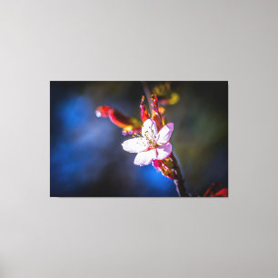 Sakura - Japanese cherry flower Canvas Print