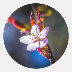 Sakura - Japanese cherry flower Classic Round Sticker