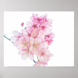 Sakura Pink and White Cherry Blossoms Floral Poster