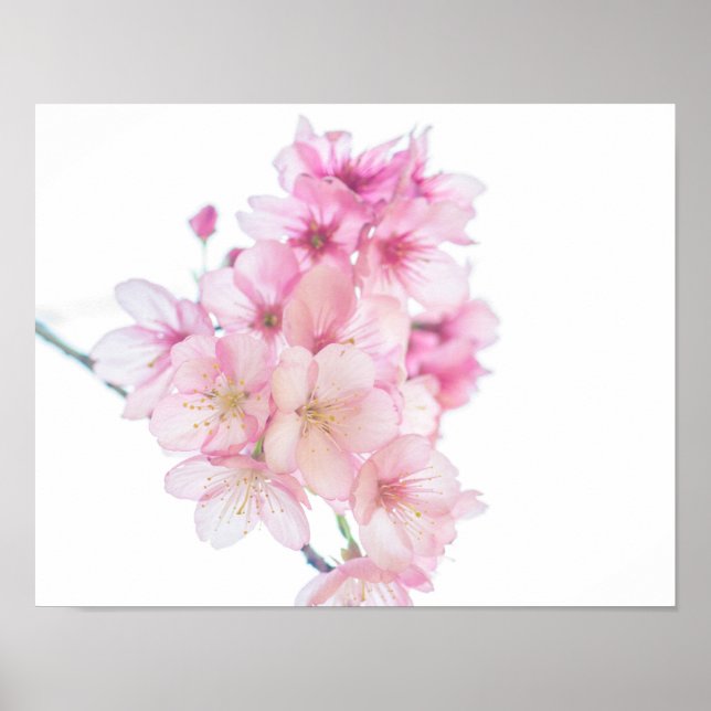 Sakura Pink and White Cherry Blossoms Floral Poster (Front)