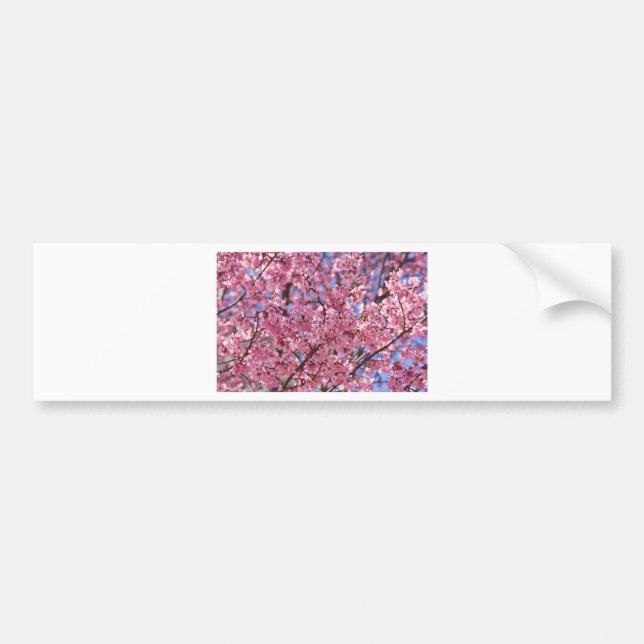 Sakura Pink Cherry Blossom Sky Bumper Sticker (Front)