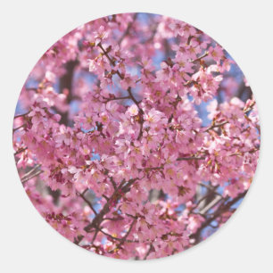 Sakura Pink Cherry Blossom Sky Classic Round Sticker