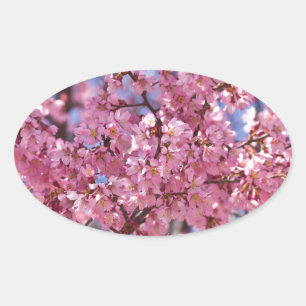 Sakura Pink Cherry Blossom Sky Oval Sticker