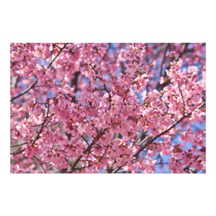 Sakura Pink Cherry Blossom Sky Photo Print