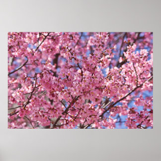 Sakura Pink Cherry Blossom Sky Poster