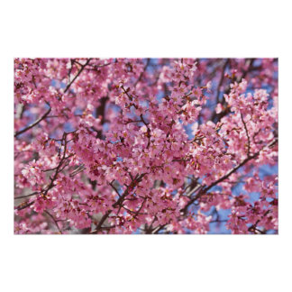 Sakura Pink Cherry Blossom Sky Poster