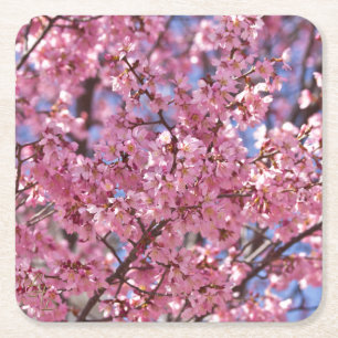 Sakura Pink Cherry Blossom Sky Square Paper Coaster